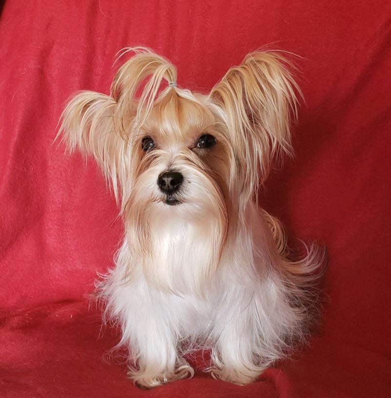 Yogo Yorkies Yorkies For Sale in Montana