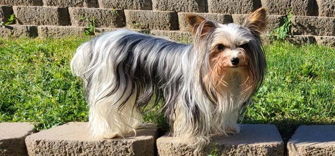 Yogo Yorkies of Montana Puppies For Sale