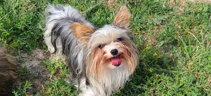 Yogo Yorkies of Montana Puppies For Sale