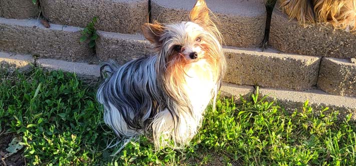 Yogo Yorkies of Montana Puppies For Sale