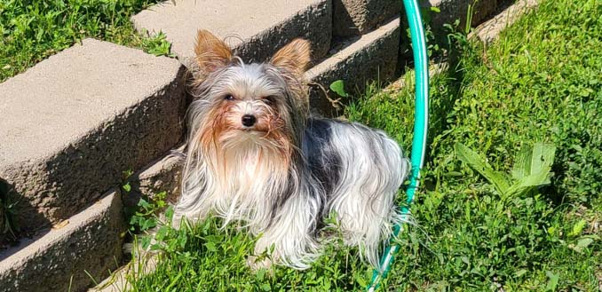 Yogo Yorkies of Montana Puppies For Sale