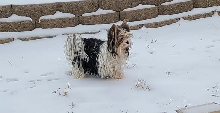 Yogo Yorkies of Montana Puppies For Sale