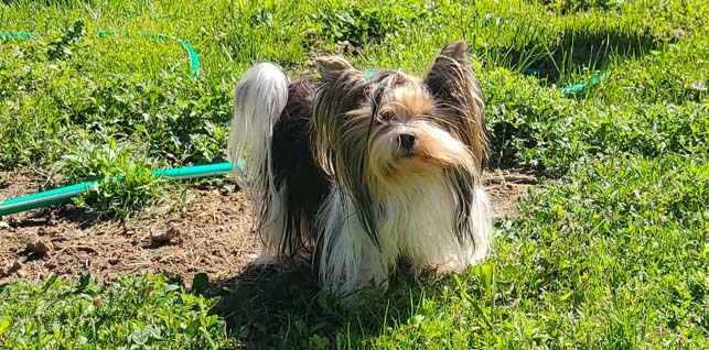 Yogo Yorkies of Montana Puppies For Sale