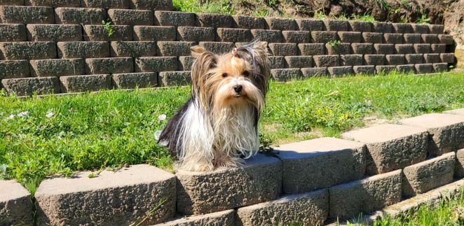 Yogo Yorkies of Montana Puppies For Sale