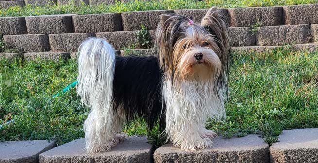 Yogo Yorkies of Montana Puppies For Sale