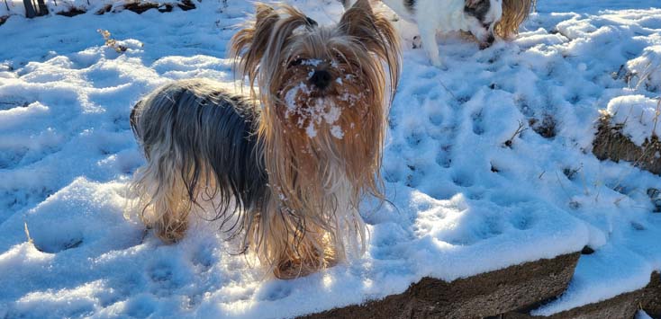 Yogo Yorkies of Montana Puppies For Sale