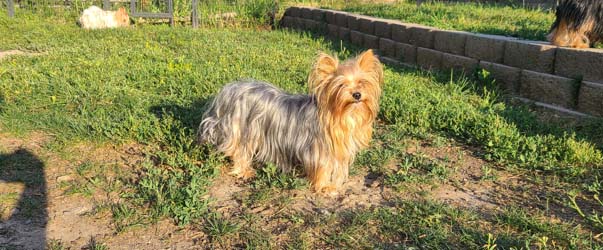 Yogo Yorkies of Montana Puppies For Sale