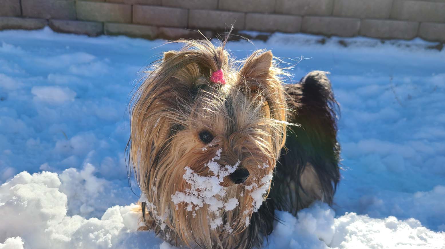 Yogo Yorkies of Montana Puppies For Sale