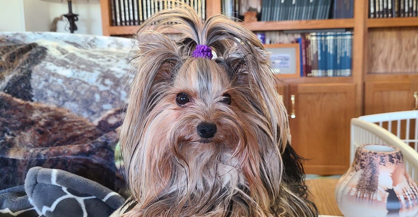 Yogo Yorkies of Montana Puppies For Sale