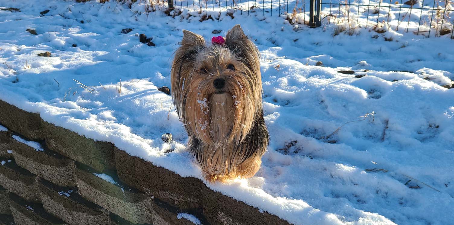 Yogo Yorkies of Montana Puppies For Sale