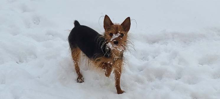 Yogo Yorkies of Montana Puppies For Sale