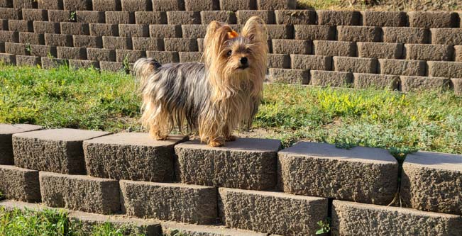 Yogo Yorkies of Montana Puppies For Sale