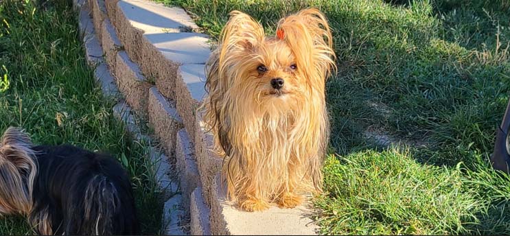 Yogo Yorkies of Montana Puppies For Sale