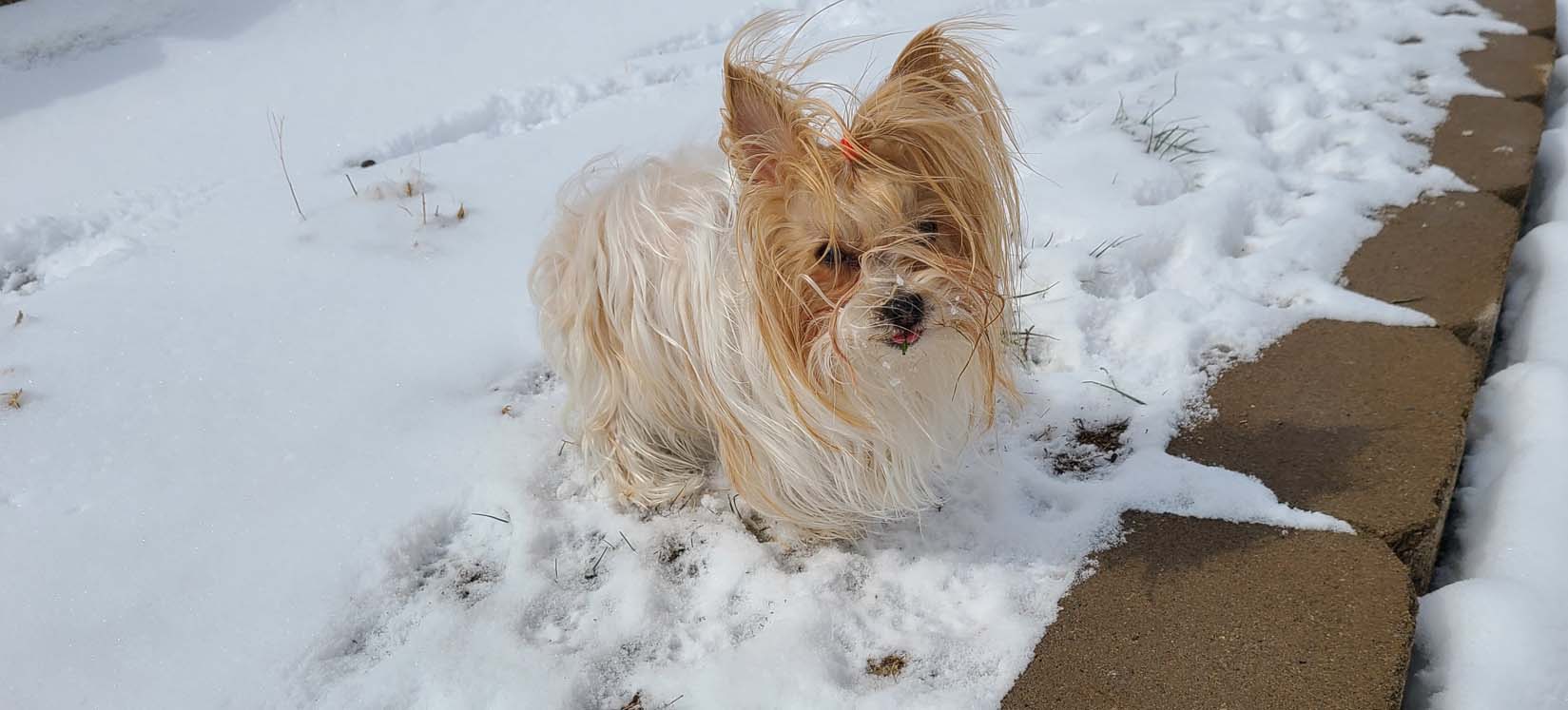 Yogo Yorkies of Montana Puppies For Sale