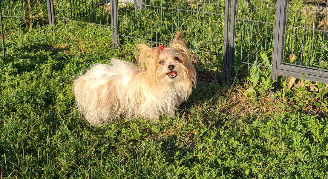 Yogo Yorkies of Montana Puppies For Sale