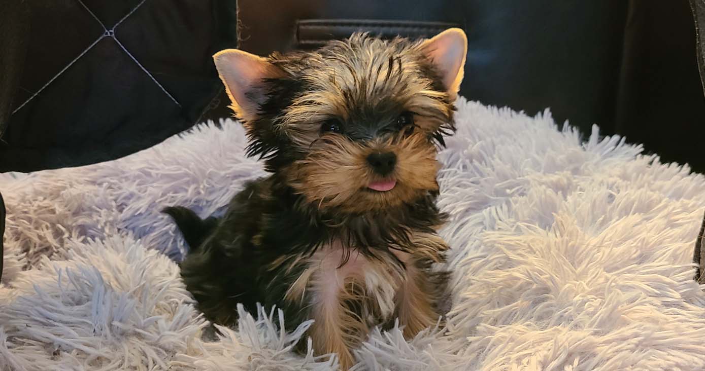 Yogo Yorkies of Montana Puppies For Sale