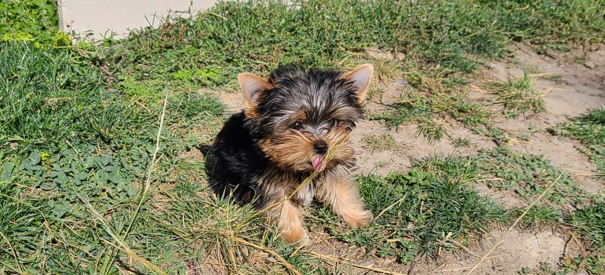 Yogo Yorkies of Montana Puppies For Sale