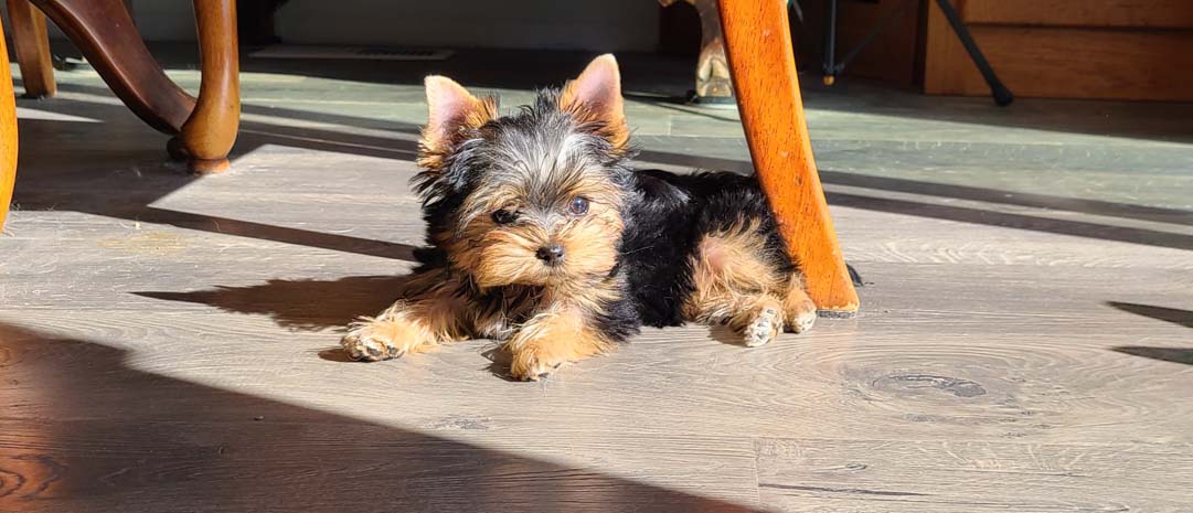 Yogo Yorkies of Montana Puppies For Sale