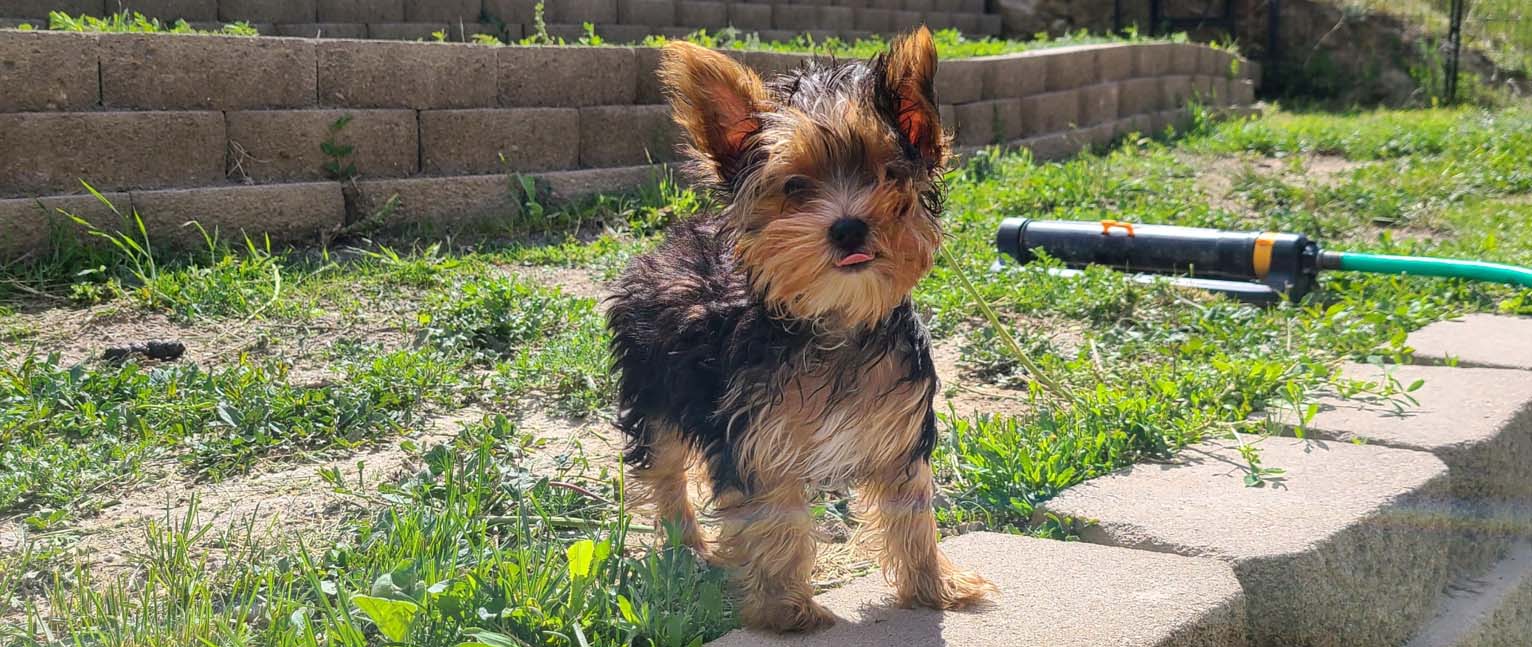 Yogo Yorkies of Montana Puppies For Sale