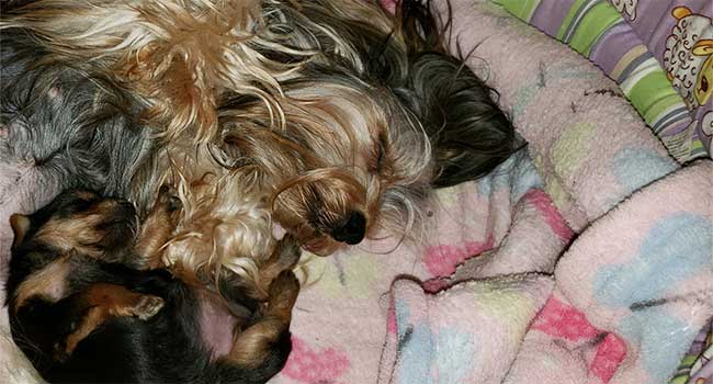 Pure Bred Yorkies In Montana Odin