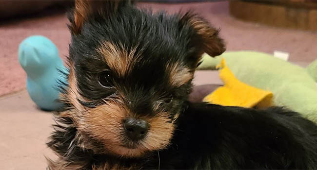 Yorkies For Sale In Montana Nani