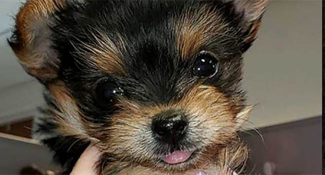 Parti Yorkies For Sale Montana Yogo Yorkies Sakura