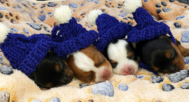 Yorkie Terriors For Sale In Montana Pika