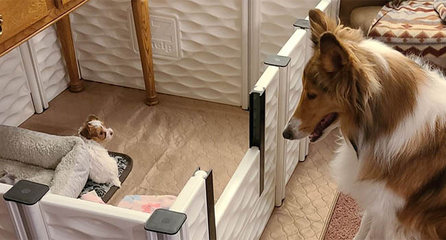 Yorkshire Terrier Puppies For Sale Montana Koji Bear