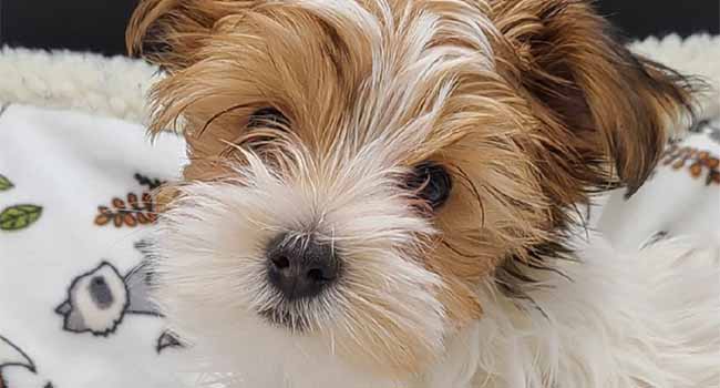 Yorkie Terriors For Sale In Montana Kevin