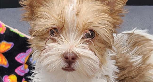 Yorkies For Sale In Montana Lily