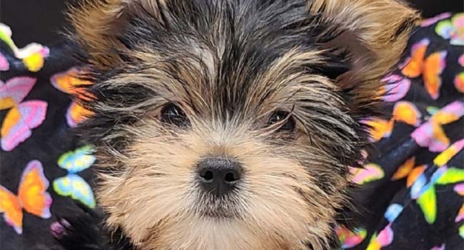 Yorkies For Sale In Montana Lola