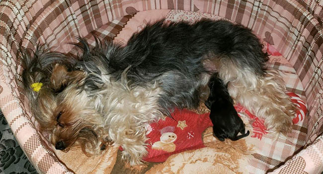 Yorkie Puppies For Sale In Montana Imzadi