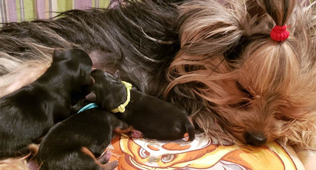 Yorkie Terriors For Sale In Montana Pika