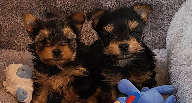 Pure Bred Yorkies In Montana Odin