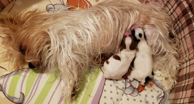 Yorkies For Sale In Montana Nani