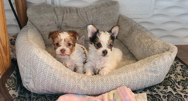 Pure Bred Yorkshire Terrier Puppies For Sale Montana Brimley