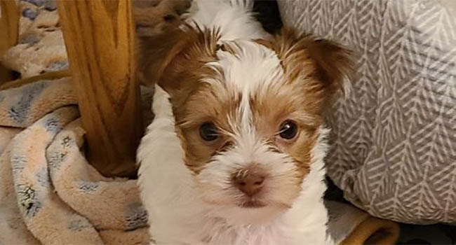 Parti Yorkies For Sale Montana Yogo Yorkies Sakura