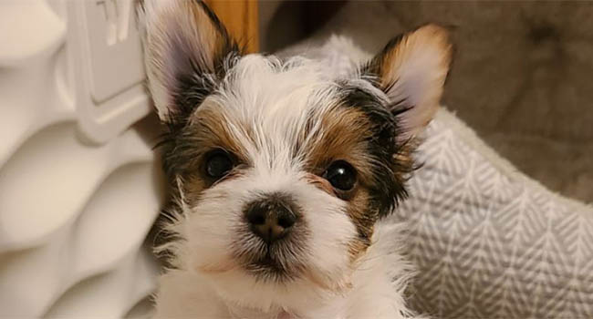 Yorkshire Terrier Puppies For Sale Montana Koji Bear