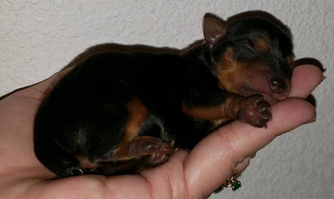 Yogo Yorkies of Montana Padfoot